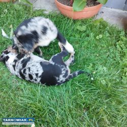 Oddam w dobre ręce - Obrazek 4