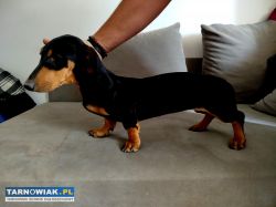 Suczka Jamnik 5 miesięcy - Obrazek 1