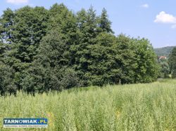 Budowlano leśna- 34 ary- Nowodworze - Obrazek 2