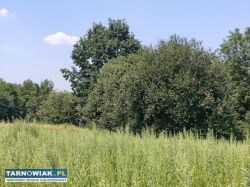 Budowlano leśna- 34 ary- Nowodworze - Obrazek 3