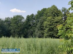 Budowlano leśna- 34 ary- Nowodworze - Obrazek 4