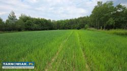 Atrakcyjna działka budowlana na sprzedaż w Łowczów - Obrazek 3