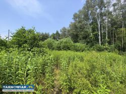Działka zagrodowa z warunkami zabudowy – 37 arów | - Obrazek 2