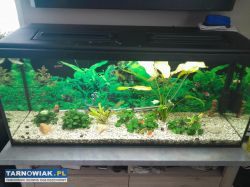 Sprzedam akwarium 240l - Obrazek 1