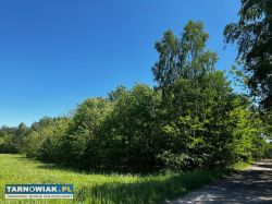 Działka przy lesie z WZ, Wojnicz - Obrazek 1
