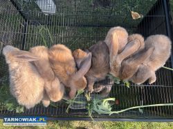 Króliki barany francuskie - Obrazek 3