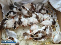 Małe perliczki pisklęta - Obrazek 1