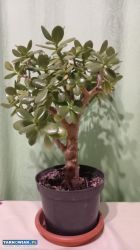 Kwiaty - Obrazek 4