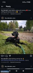 Czarny lab - adopcja od zaraz - Obrazek 2
