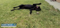 Czarny lab - adopcja od zaraz - Obrazek 1