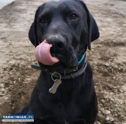 Czarny lab - adopcja od zaraz - Obrazek 4