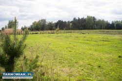 Sprzedam 2 bardzo ładne działki 1km od Tarnowa! - Obrazek 4