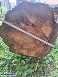 Sprzedam drzewo - Obrazek 1