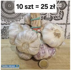 Polski czosnek Harnaś - Obrazek 3