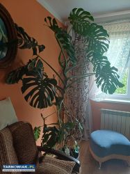 Monstera duża - Obrazek 1