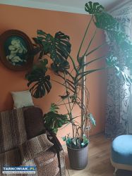 Monstera duża - Obrazek 2