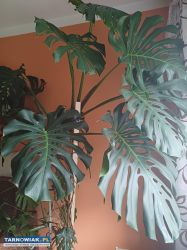 Monstera duża - Obrazek 3