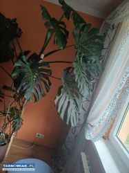 Monstera duża - Obrazek 4