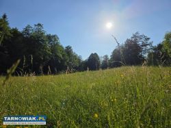 Działka przy lesie - Obrazek 3