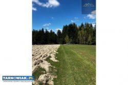 Las iglasty, Czermna, Szerzyny - Obrazek 4