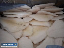 Lody - koral największy wybór w tarnowie - Obrazek 4