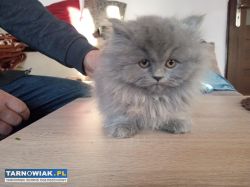 Koty Brytyjskie Gotowe do Odbioru :) - Obrazek 2