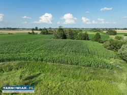 Grunt rolny w Miechowicach - Obrazek 4