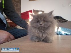 Koty Brytyjskie :) - Obrazek 3