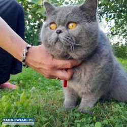 Koty Brytyjskie :) - Obrazek 4