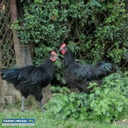 Koguty australorp - Obrazek 1