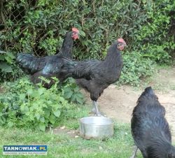Koguty australorp - Obrazek 2