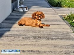 Cavalier King Charles Spaniel Ruby:) - Obrazek 1