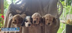 Cocker spaniel - Obrazek 2