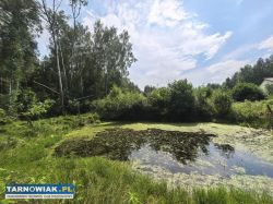 Działka zagrodowa z WZ własnym stawem – 37 arów - Obrazek 1
