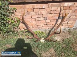 Wieniec poroże rogi - Obrazek 1