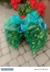 Sprzedam duże ogórki na sałatkę, pikle po 2 zł kg - Obrazek 1