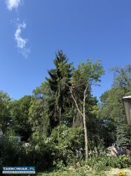 Wycinka drzew metodą alpinistyczną - Obrazek 3