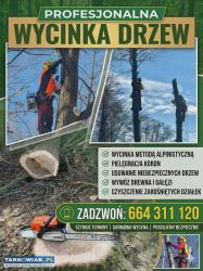 Wycinka drzew metodą alpinistyczną - Obrazek 4