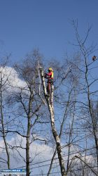 Wycinka drzew metodą alpinistyczną - Obrazek 1