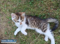 Oddam w dobre ręce 2 kocurki - Obrazek 4