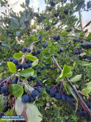 Aronia - Obrazek 1