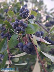 Aronia - Obrazek 2