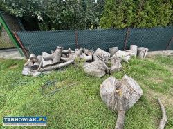 Pniaki orzecha drewno opałowe - Obrazek 1