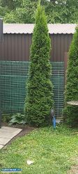 Tuja szmaragd 200-300 cm (5 sztuk) - Obrazek 1