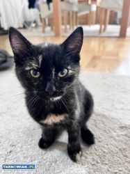 Kociaki do adopcji - Obrazek 1