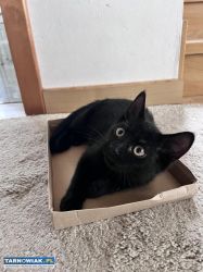Kociaki do adopcji - Obrazek 2