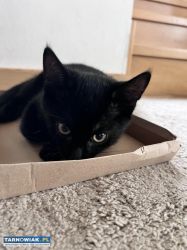 Kociaki do adopcji - Obrazek 4