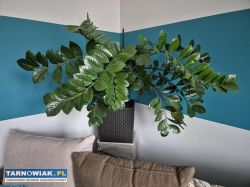 Zamioculcas duży - Obrazek 1