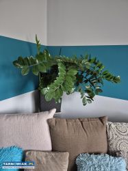 Zamioculcas duży - Obrazek 2