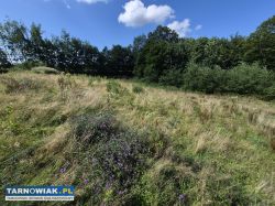 Pogórze Ciężkowickie, działka budowlana przy lesie - Obrazek 2